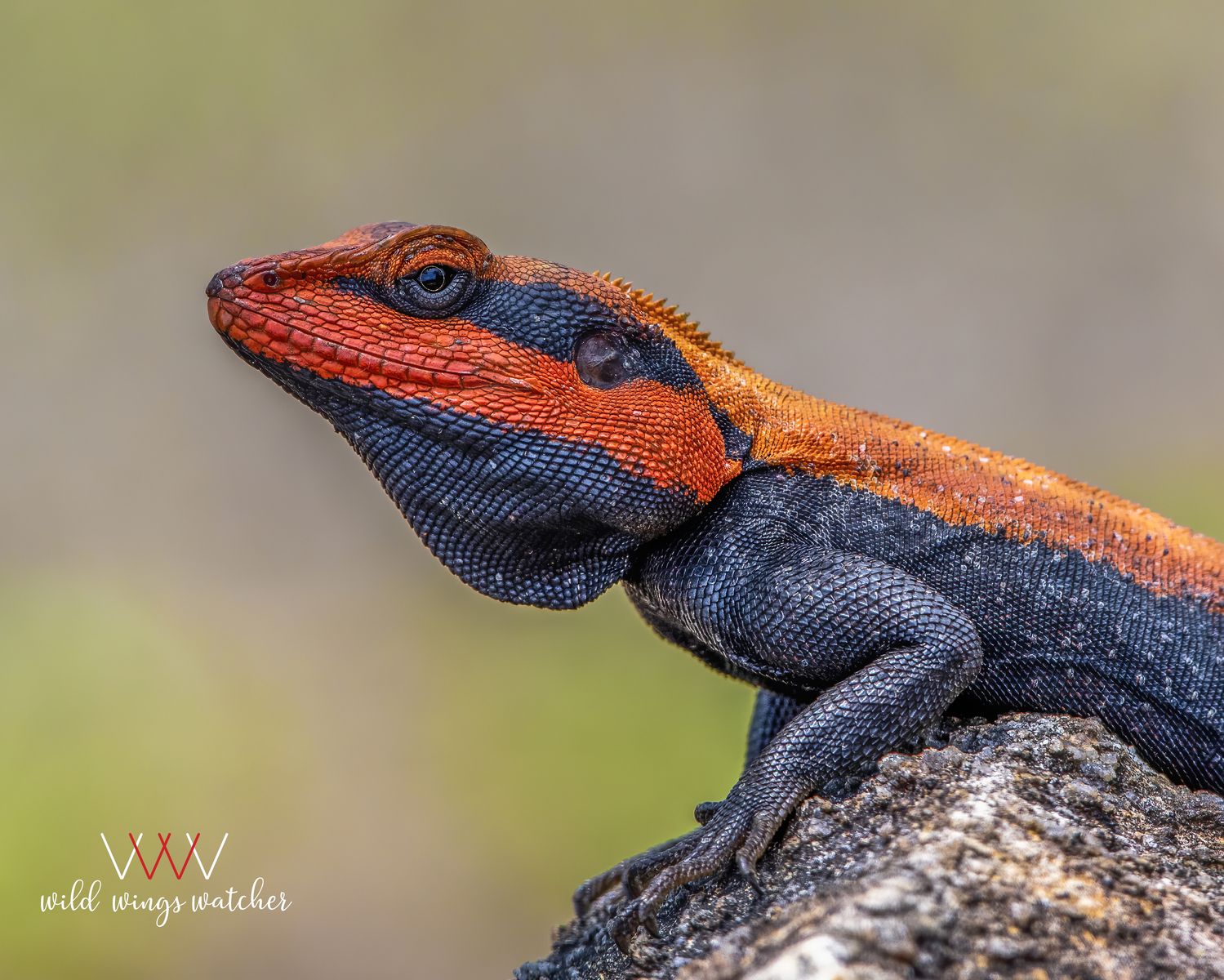 Peninsular rock agama (Male) lookout 001